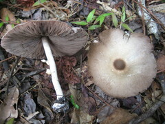 Agaricus rhoadsii