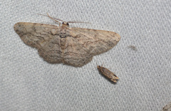 Anavitrinella pampinaria