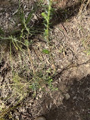 Ozothamnus diosmifolius