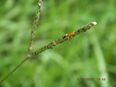 Toxomerus floralis