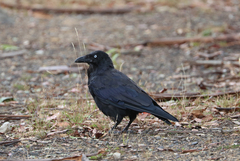 Corvus tasmanicus