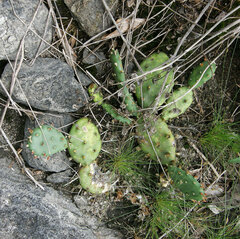 Opuntia mesacantha