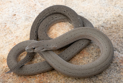 Pygopus lepidopodus