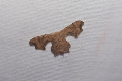 Calledapteryx dryopterata