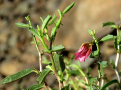 Hermannia spinosa