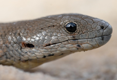 Pygopus lepidopodus