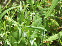 Erythrodiplax minuscula