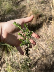 Ozothamnus diosmifolius