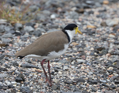 Vanellus miles novaehollandiae