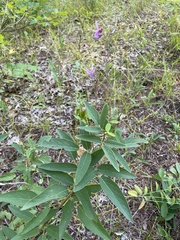 Desmodium canadense