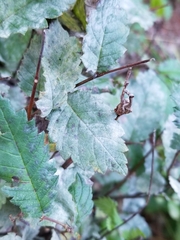 Phyllactinia guttata