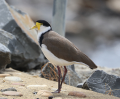 Vanellus miles novaehollandiae