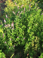 Mentha spicata