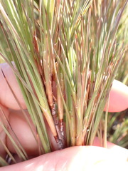 Dracophyllum