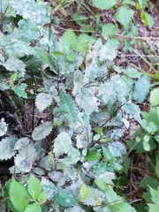 Phyllactinia guttata