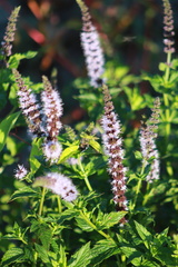 Mentha spicata