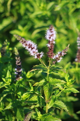Mentha spicata
