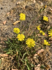 Crepis
