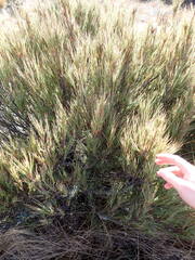 Dracophyllum