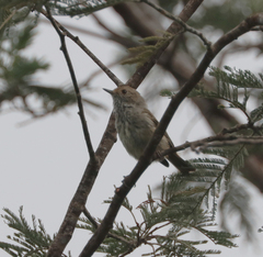 Acanthiza pusilla