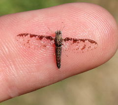 Callibaetis