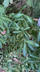 Euonymus
