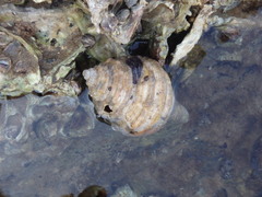 Monoplex parthenopeus