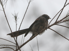 Rhipidura albiscapa