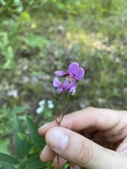 Desmodium canadense