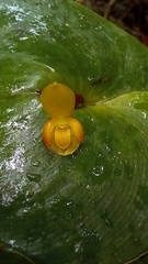 Pleurothallis cordata