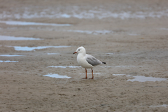 Chroicocephalus novaehollandiae