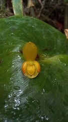 Pleurothallis cordata