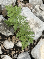 Cheilanthes leucopoda