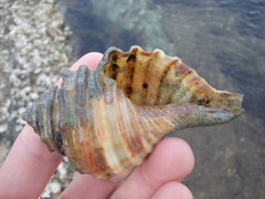 Monoplex parthenopeus