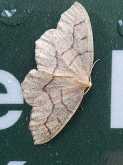 Lambdina fiscellaria