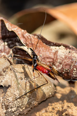 Hiranetis braconiformis