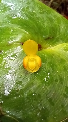 Pleurothallis cordata