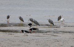 Egretta novaehollandiae