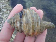 Monoplex parthenopeus