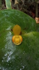 Pleurothallis cordata
