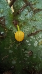 Pleurothallis cordata