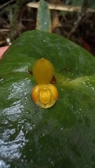 Pleurothallis cordata