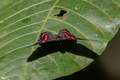 Ancyluris etias
