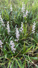 Liriope muscari