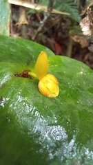 Pleurothallis cordata