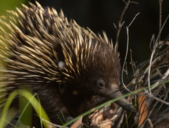Tachyglossus aculeatus