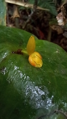 Pleurothallis cordata