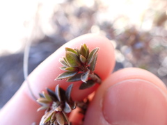 Pimelea