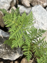 Cheilanthes leucopoda