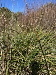 Cyperus ustulatus
